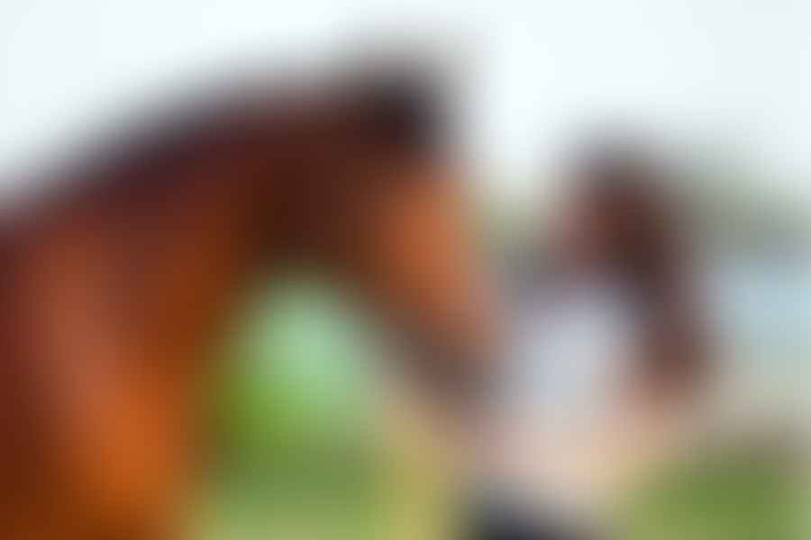 horse insurance premium