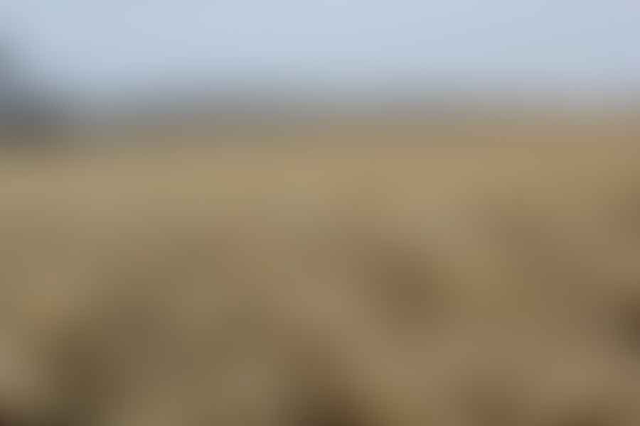 Alfalfa fields