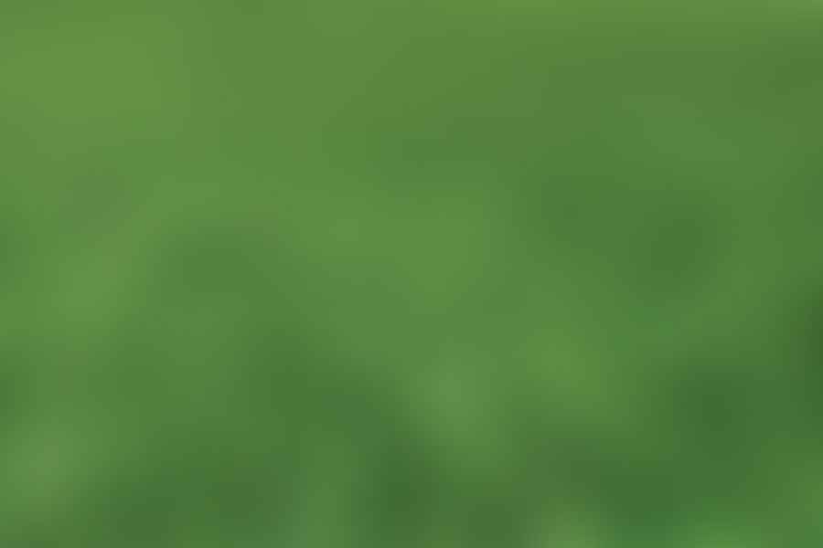 Bermuda Grass pasture