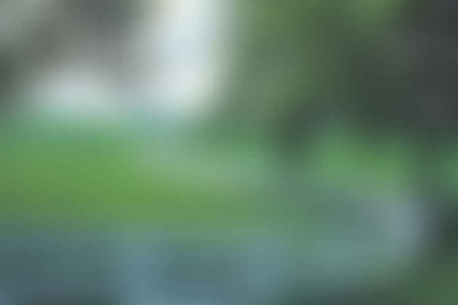 Kentucky Bluegrass for horses