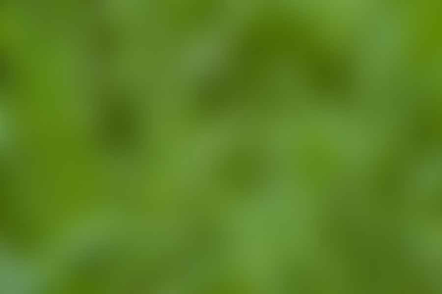 Orchard Grass pasture