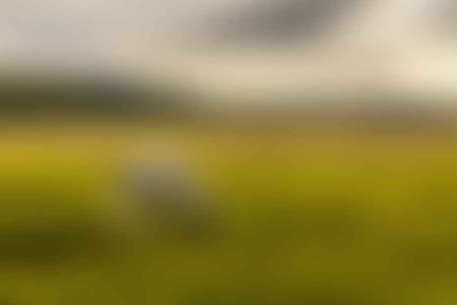 safe plants for horse grazing