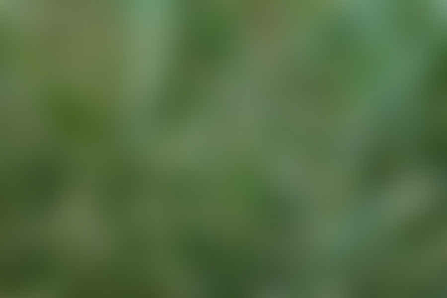 Tall Fescue grass safe for horses